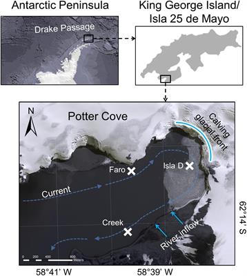 Implications of Glacial Melt-Related Processes on the Potential Primary Production of a Microphytobenthic Community in Potter Cove (Antarctica)